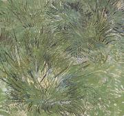 Vincent Van Gogh Clumps of Grass (nn04) Spain oil painting artist